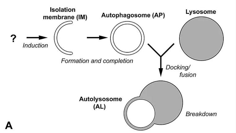 中国科学家发现长寿机制