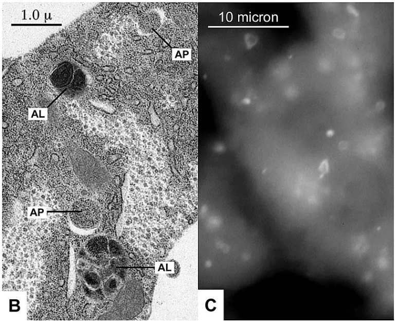 中国科学家发现长寿机制
